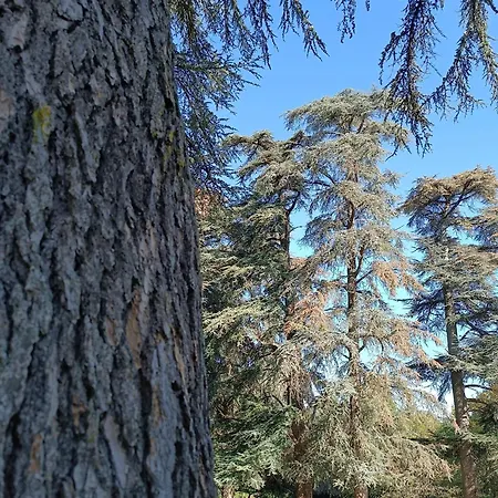 Le Jardin Des Cèdres Maison d'hôtes